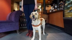 Животните не се мило овде: може ли да одам во продавница со куче